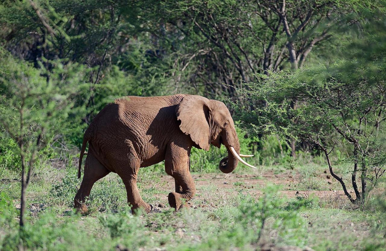 Severin Safari Camp Tsavo West Nationaal Park Buitenkant foto